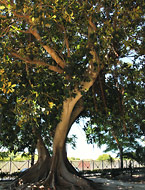 Uno dei ficus secolari della Villa Cavallotti